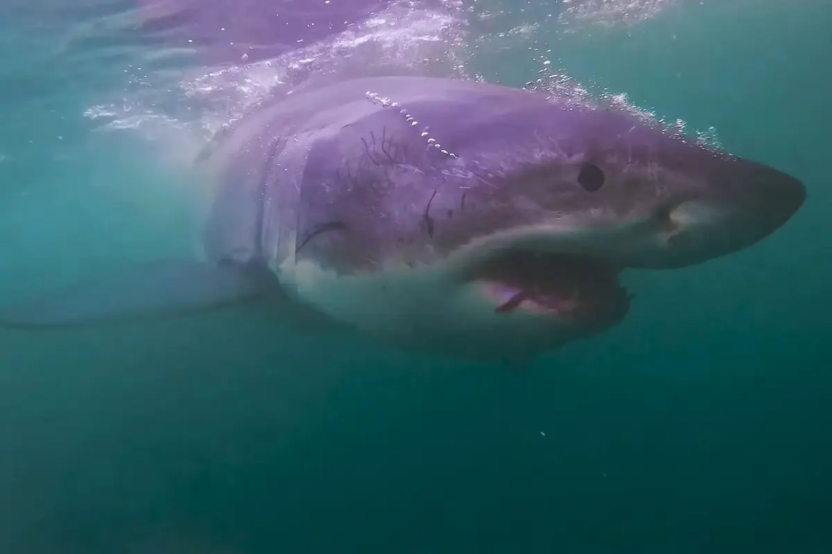 Un gran tiburón blanco nada frente a la cámara, lo que da una idea de su gran tamaño. (Cortesía de <a href="https://www.instagram.com/atl_shark_exp/" target="_blank" rel="noopener">Neil Hammerschlag</a>)