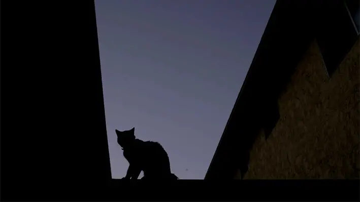 Un gato en silueta se sienta en una valla de un complejo de condominios al atardecer, en La Habra, California, el 18 de junio de 2017. (Jae C. Hong/Foto AP)
