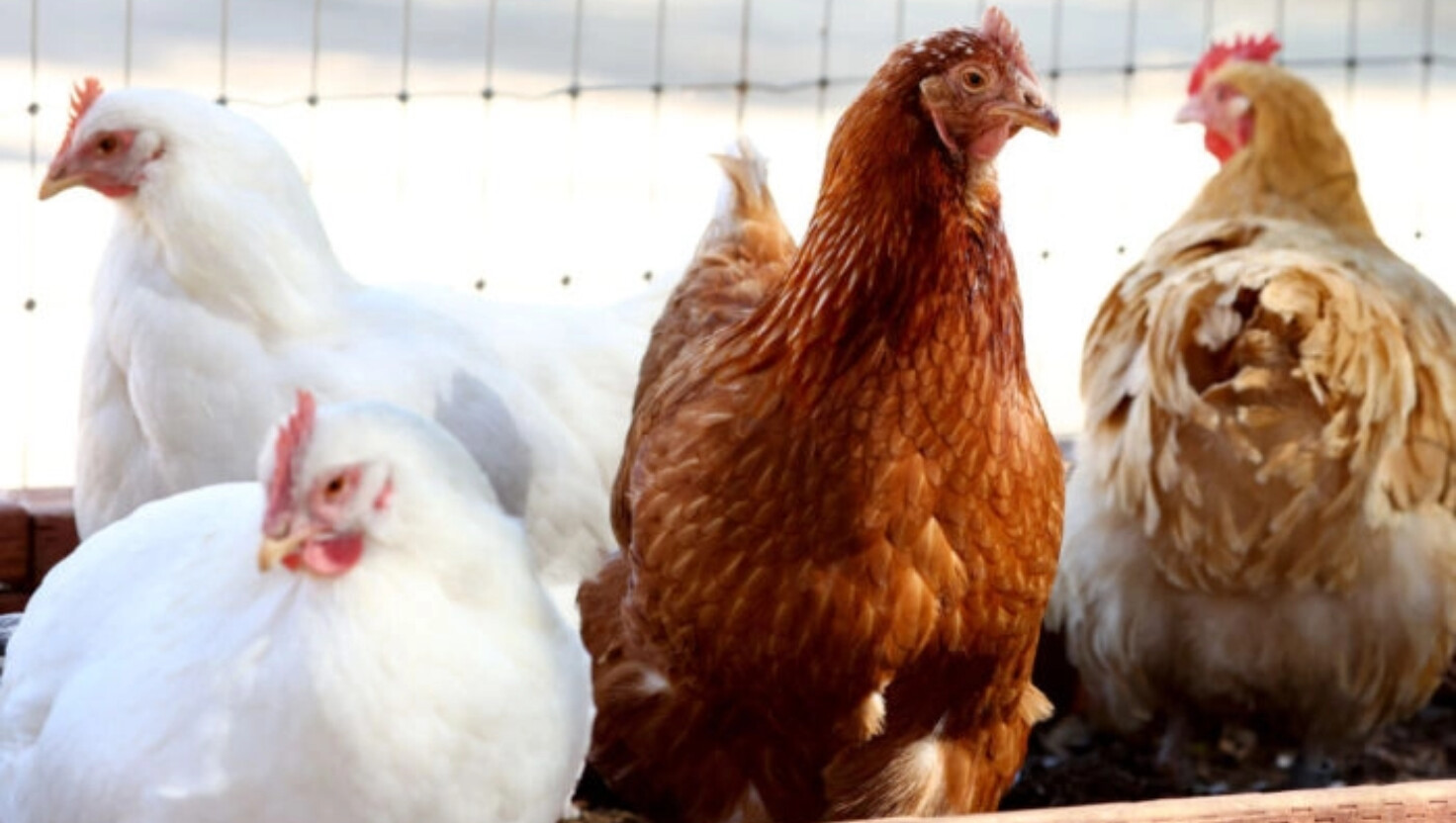 Pollos rescatados reunidos en un aviario en el santuario de Farm Sanctuary en el sur de California, en Acton, California, el 5 de octubre de 2022. (Mario Tama/Getty Images).