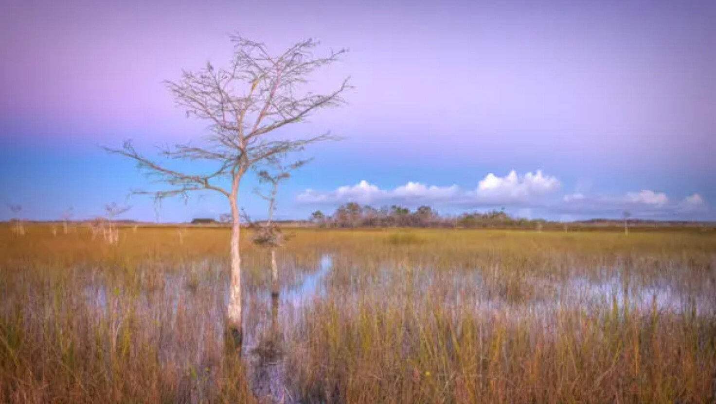 Un pantano en el Parque Nacional de los Everglades, en Florida. (Diana Robinson Photography/Moment/GettyImages).