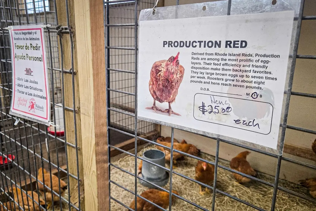 Gallinas a la venta en la tienda Wabash Feed & Garden de Houston el 10 de febrero de 2025. (Moises Avila/AFP a través de Getty Images)