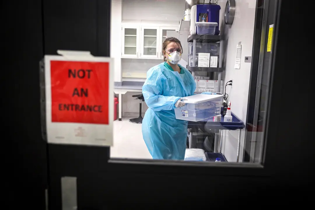 Un microbiólogo trabaja en la prueba de muestras de aves de corral recogidas en una granja situada en una zona de control para detectar la presencia de gripe aviar, en el Laboratorio de Diagnóstico Veterinario de Wisconsin de la Universidad de Wisconsin-Madison en Madison, Wisconsin, el 24 de marzo de 2022. (Scott Olson/Getty Images)