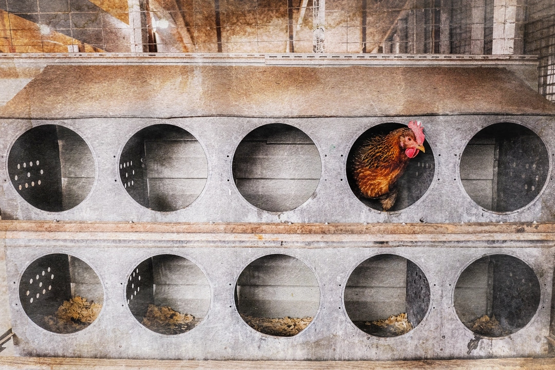 Una gallina se prepara para poner un huevo en el gallinero de una granja de huevos en Williamston, Michigan, el 8 de febrero de 2023. (Matthew Hatcher/AFP a través de Getty Images)
