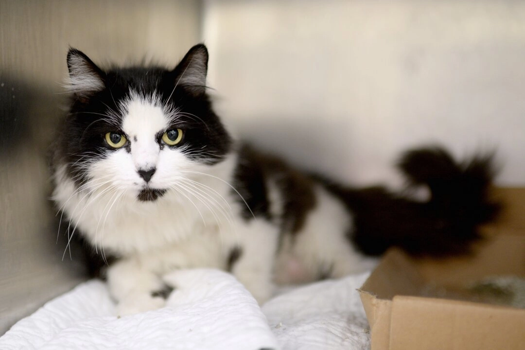 Un gato en una foto de archivo. (Jamie McCarthy/Getty Images)