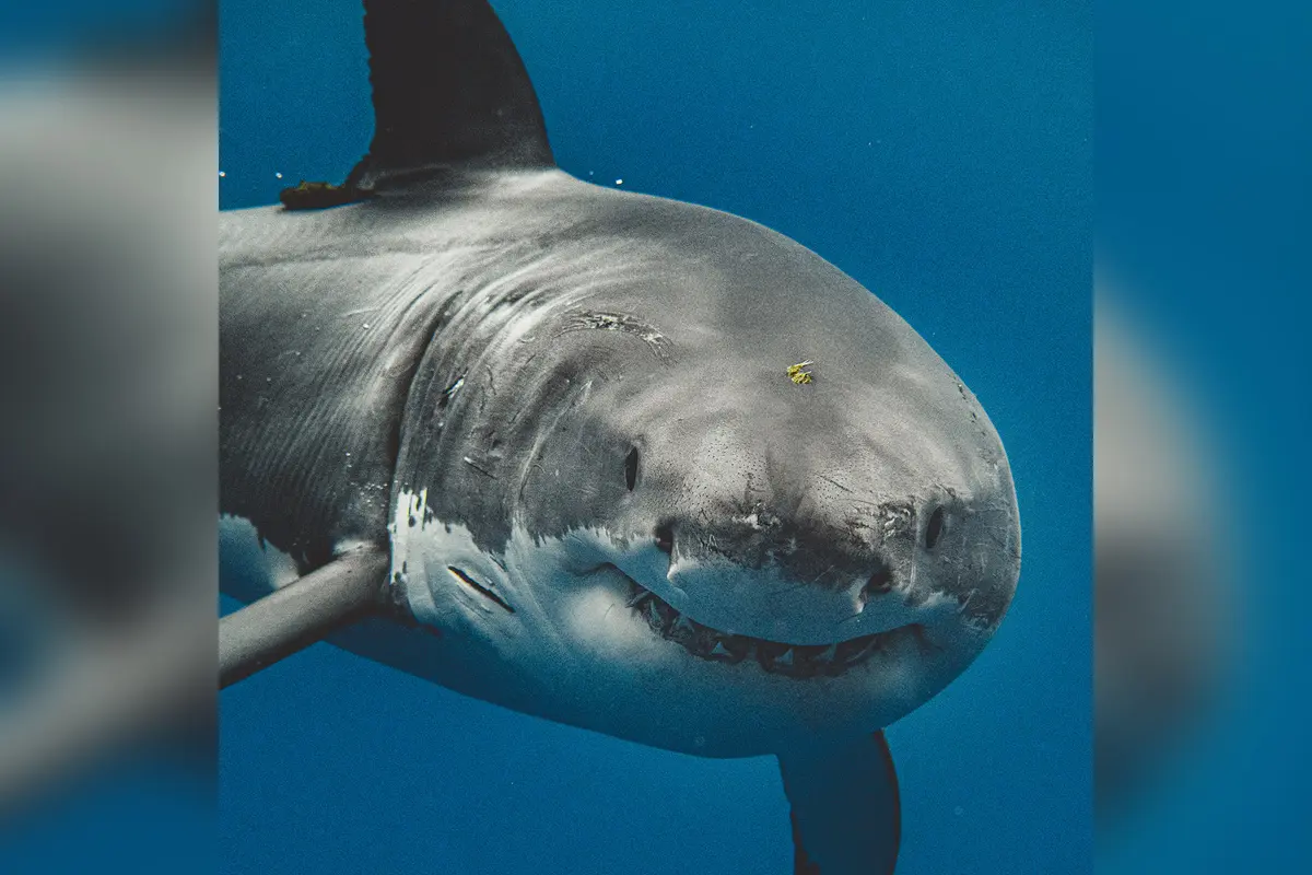 Rannachan a menudo intenta capturar fotos frontales de tiburones blancos, como esta de Paul Walker, en la que parece lucir una sonrisa tonta. (Cortesía de <a href="https://www.euanart.com/" target="_blank" rel="noopener">Euan Rannachan</a>)