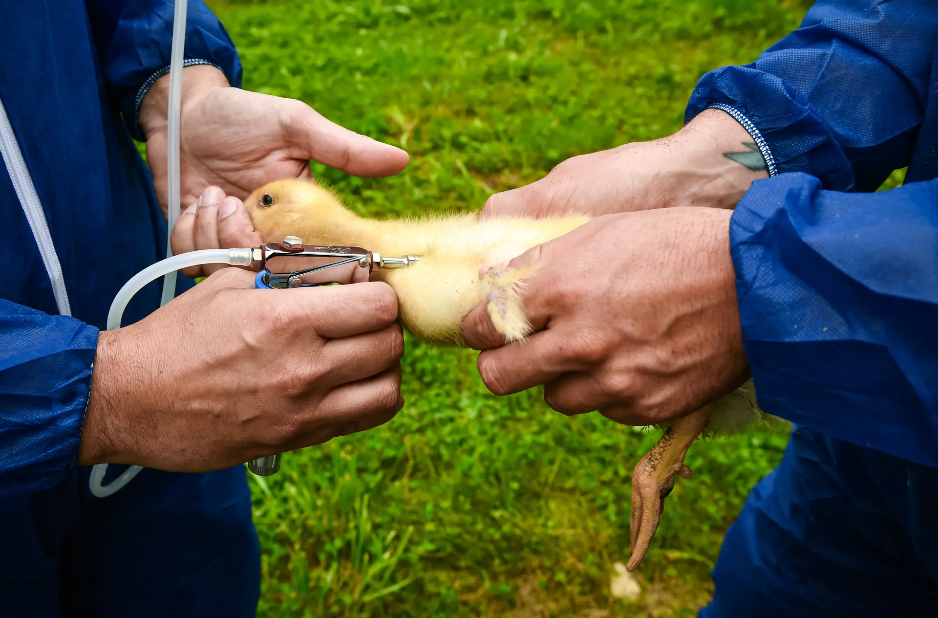 Un patito es vacunado con la vacuna Volvac contra la gripe en una granja de cría en Renung, Francia, el 1 de julio de 2024. (Gaizka Iroz/AFP a través de Getty Images)