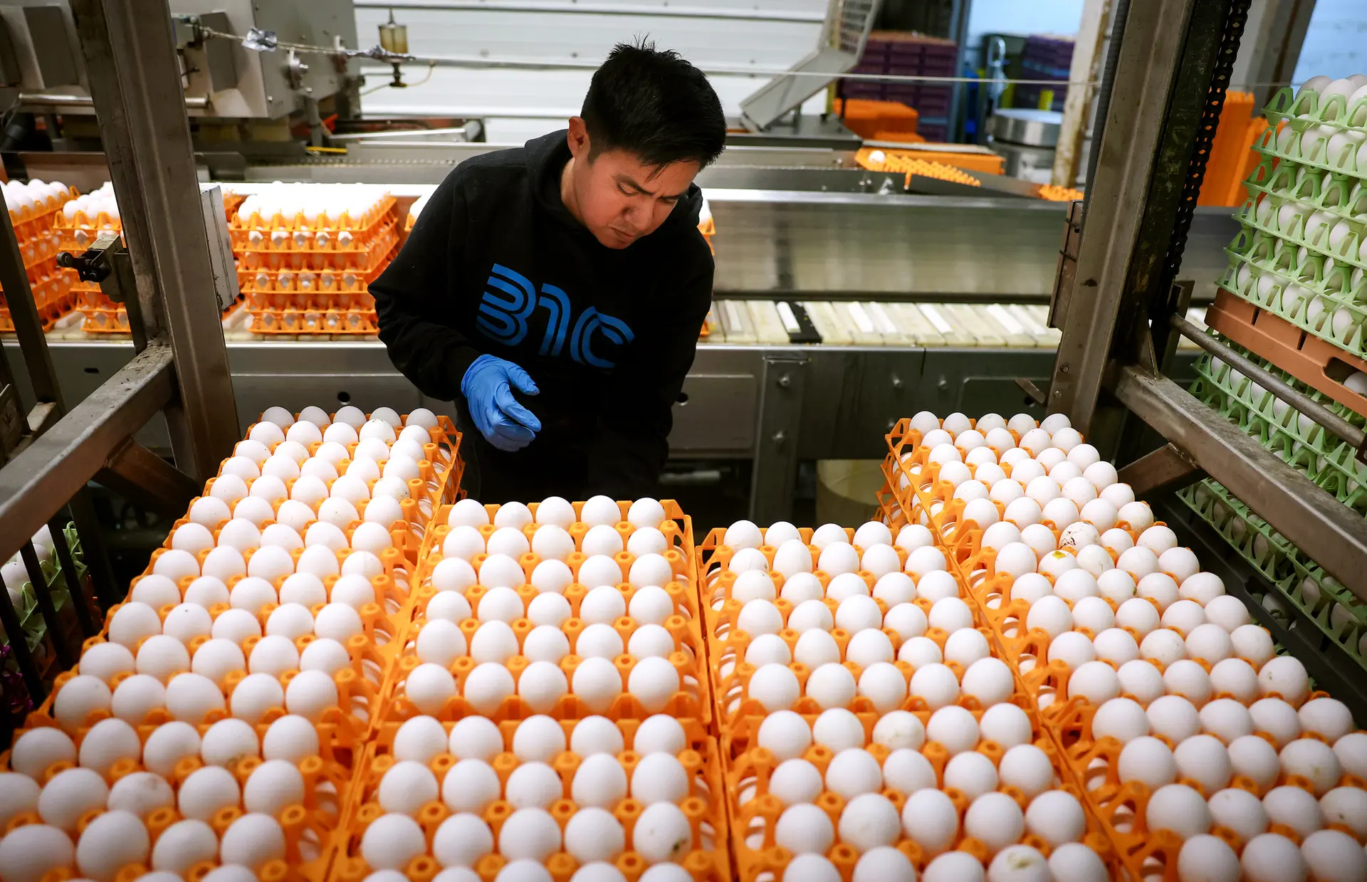 Un trabajador coloca pilas de huevos en una cinta transportadora en Sunrise Farms, en Petaluma, California, el 18 de febrero de 2025. (Justin Sullivan/Getty Images)