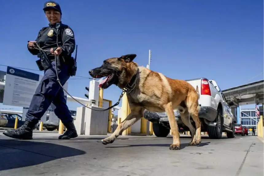 Un equipo canino de la Oficina de Aduanas y Protección Fronteriza de EE. UU. revisa automóviles en busca de contrabando en la fila para ingresar a los Estados Unidos en el puerto de entrada de San Ysidro, California, el 2 de octubre de 2019. (Sandy Huffaker/AFP vía Getty Images)