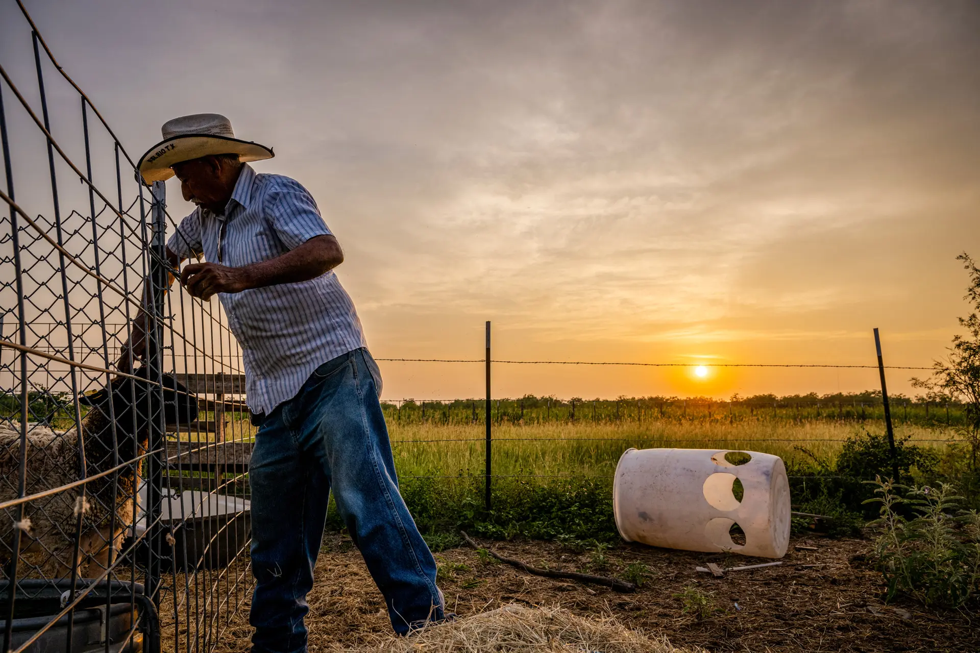 El agricultor José Esquivel se prepara para alimentar a su ganado en Quemado, Texas, el 14 de junio de 2023. Según el Tratado del Agua de 1944, México debe enviar a Estados Unidos 1.75 millones de acres-pies de agua del río Grande cada cinco años, pero los déficits en el suministro han dejado a los productores de Texas en una situación difícil. (Brandon Bell/Getty Images).