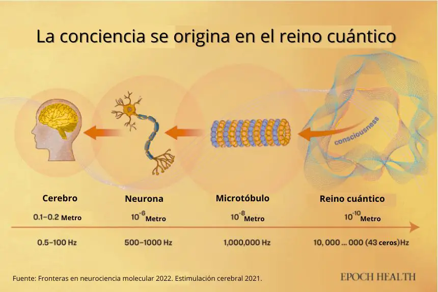 Según el neurocientífico Hameroff y el premio Nobel Sir Roger Penrose, nuestros cerebros sirven como procesadores de información, recibiendo señales del universo y formándolas en conciencia. Los microtúbulos, las proteínas más abundantes en las neuronas, pueden actuar como un puente para recoger las ondas del mundo cuántico en nuestro cerebro. Una vez procesada en el cerebro, se genera la conciencia.