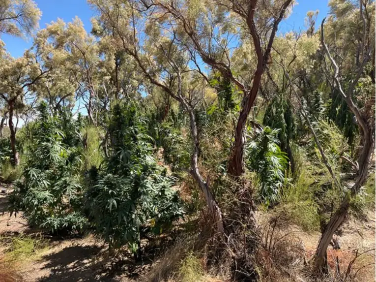 Cultivo ilegal de cannabis en el Parque Estatal del Desierto de Anza Borrego. (Parques Estatales de California)