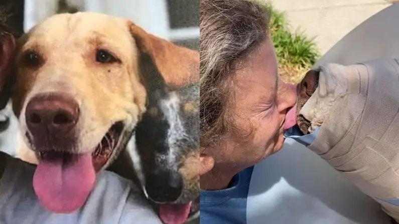 (Cortesía de la <a href="https://www.facebook.com/tunica.humanesociety" target="_blank" rel="noopener">Sociedad Humanitaria de Tunica)</a>