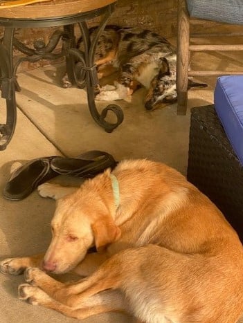 (Cortesía de la <a href="https://www.facebook.com/tunica.humanesociety" target="_blank" rel="noopener">Sociedad Humanitaria de Tunica</a>)