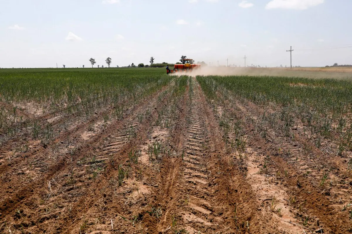 Vista general de la siembra de soja en un campo de una granja en Balfour, Sudáfrica, el 20 de octubre de 2021. (Phill Magakoe/AFP a través de Getty Images)