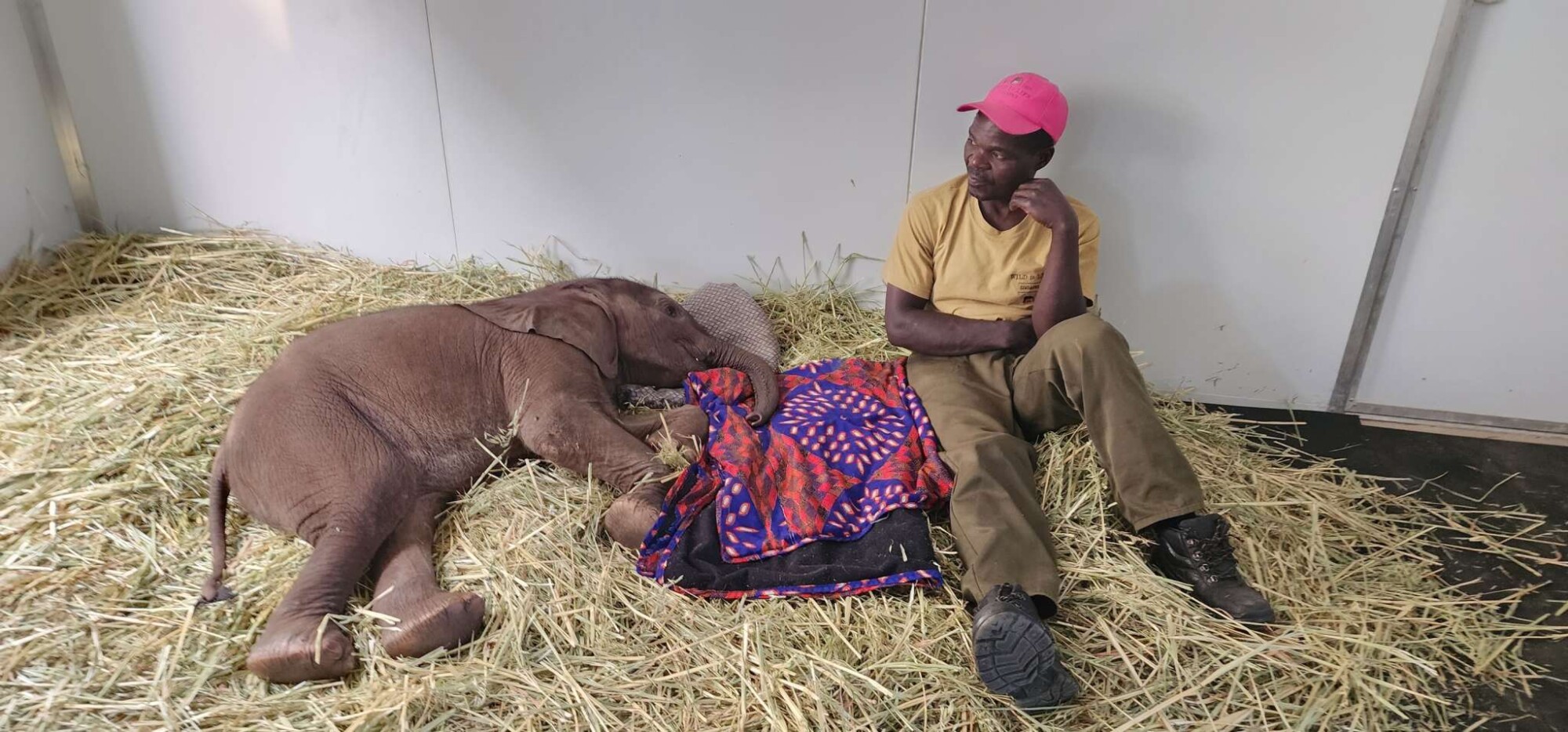 (Cortesía de <a href="https://www.facebook.com/WildisLife/" target="_blank" rel="noopener">Wild is Life Trust and ZEN</a>)
