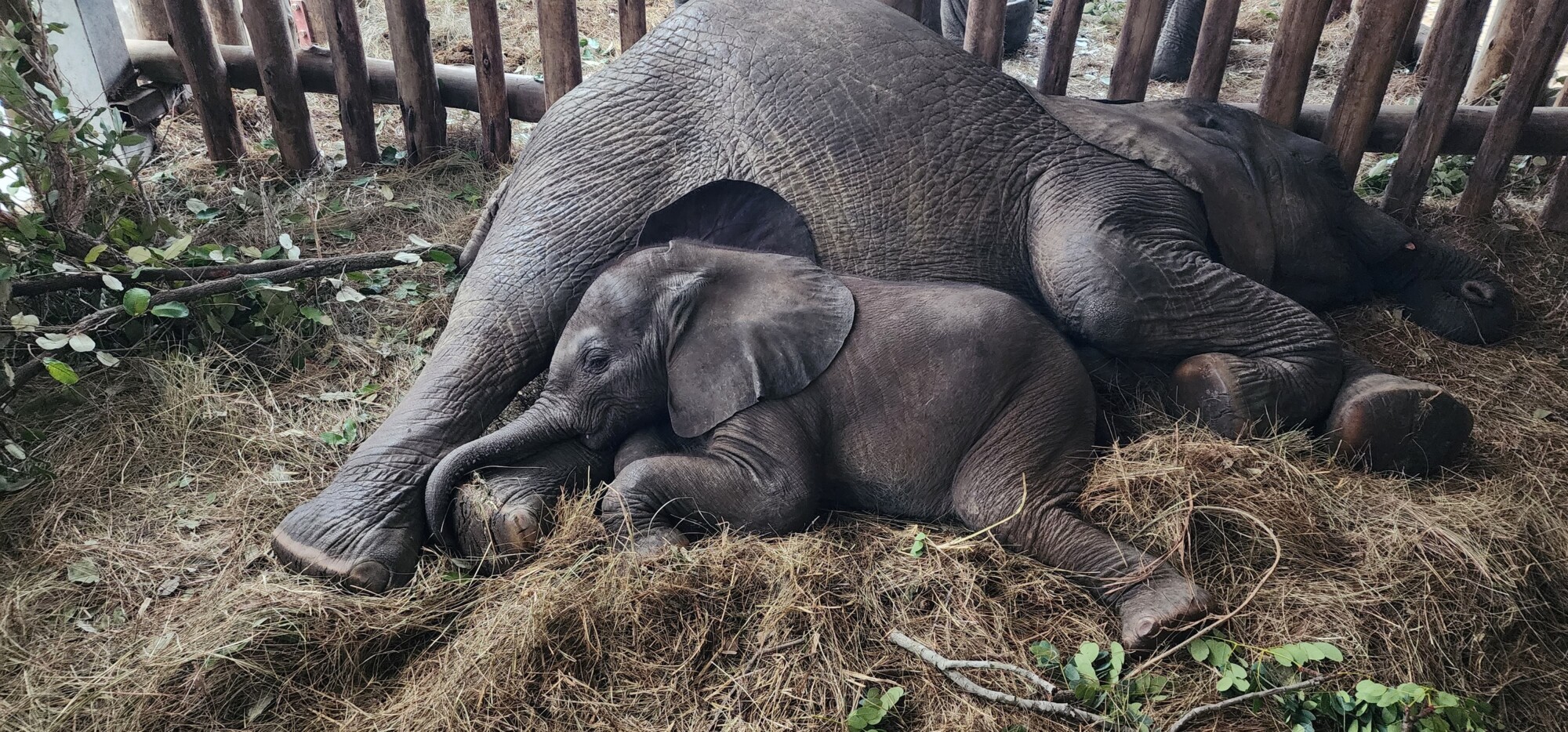 El bebé Elliot con su madre de acogida, Kadiki. (Cortesía de <a href="https://www.facebook.com/WildisLife/" target="_blank" rel="noopener">Wild is Life Trust and ZEN</a>)