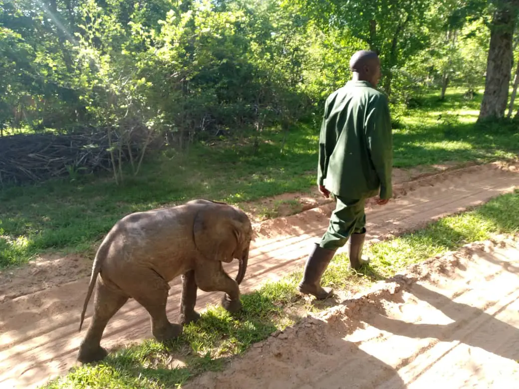 (Cortesía de <a href="https://www.facebook.com/WildisLife/" target="_blank" rel="noopener">Wild is Life Trust and ZEN</a>)