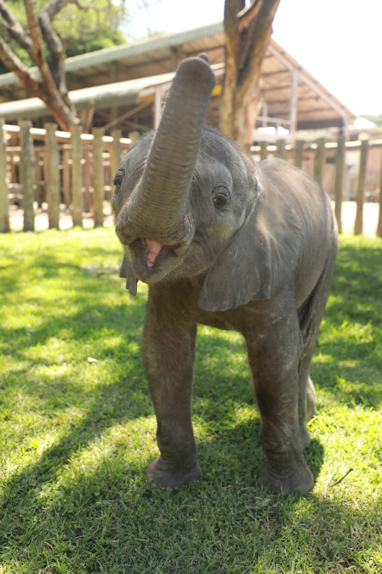 (Cortesía de <a href="https://www.facebook.com/WildisLife/" target="_blank" rel="noopener">Wild is Life Trust and ZEN</a>)