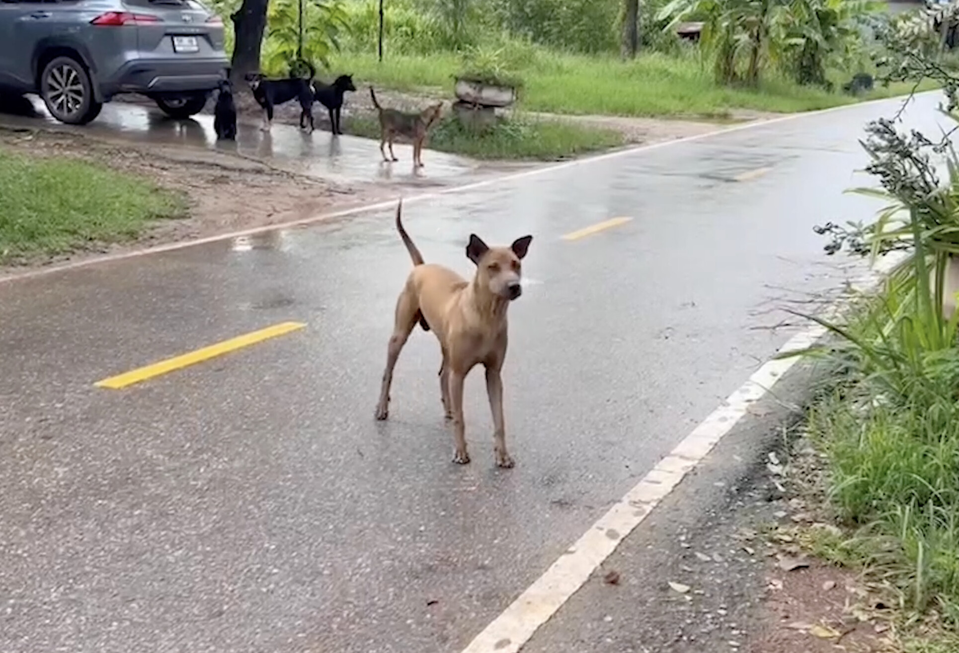 Pong, el heroico perro que salvó a un recién nacido abandonado frente a un hogar. (Captura de pantalla/Newsflare)