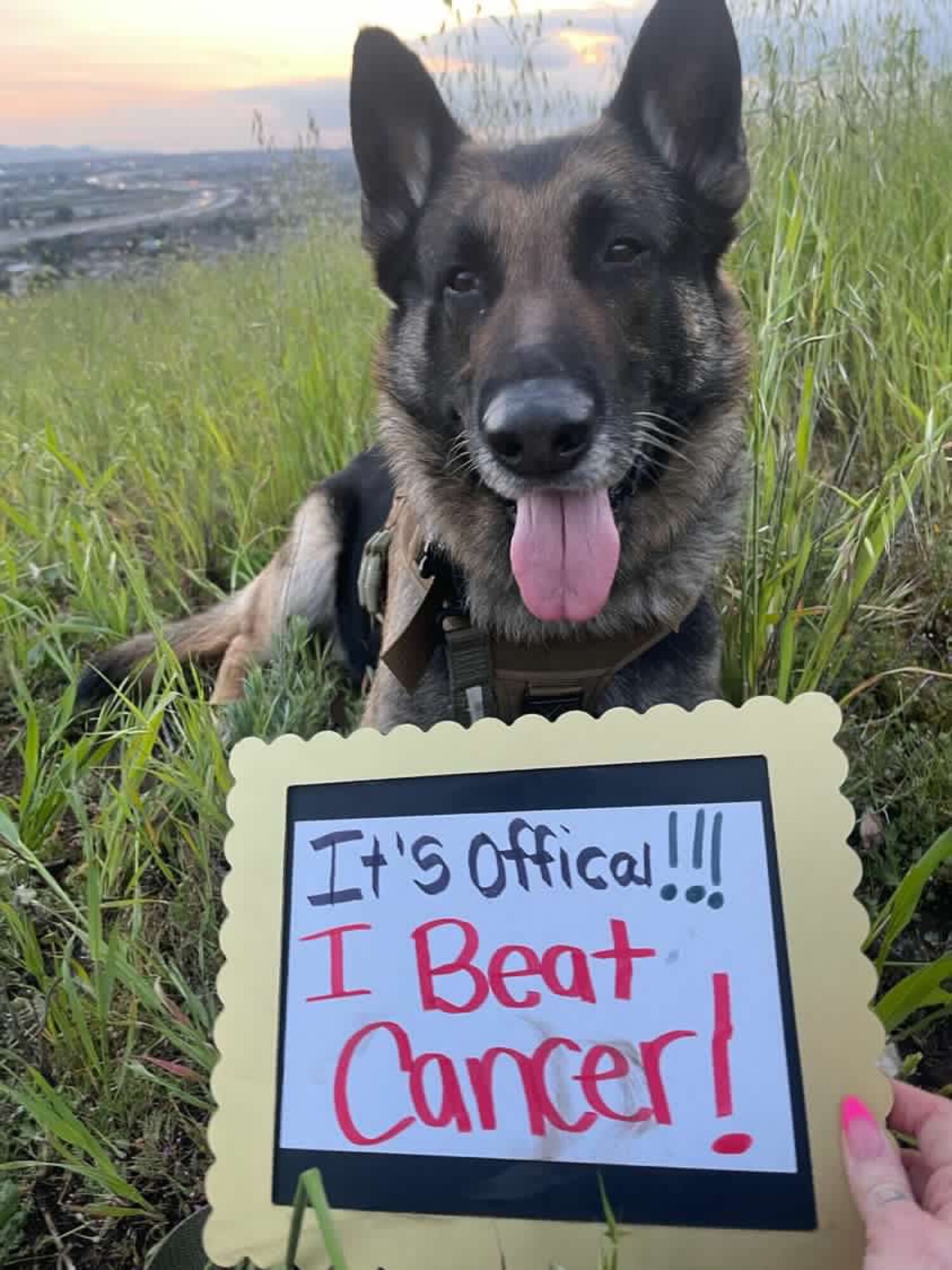 (Cortesía de <a href="https://www.instagram.com/lillybumpus_giveforward/" target="_blank" rel="noopener">Trish Bauer</a>)