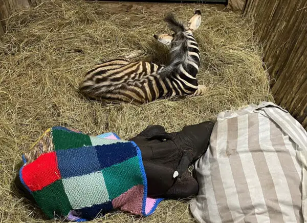 (Cortesía de Care for <a href="https://www.facebook.com/careforwild/" target="_blank" rel="noopener">Wild Rhino Sanctuary</a>)