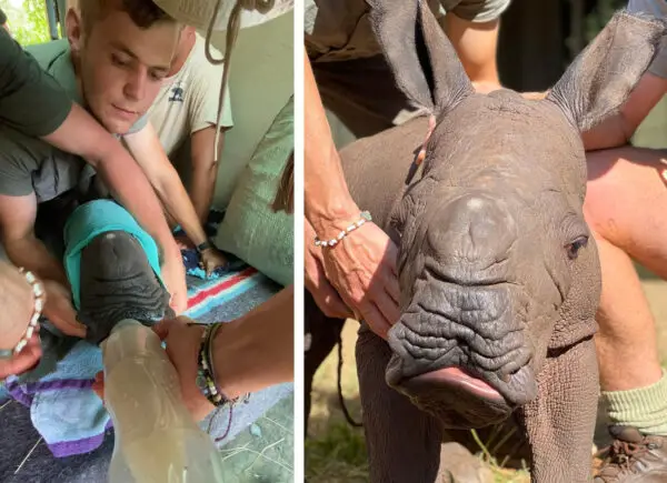 (Cortesía de Care for <a href="https://www.facebook.com/careforwild/" target="_blank" rel="noopener">Wild Rhino Sanctuary</a>)
