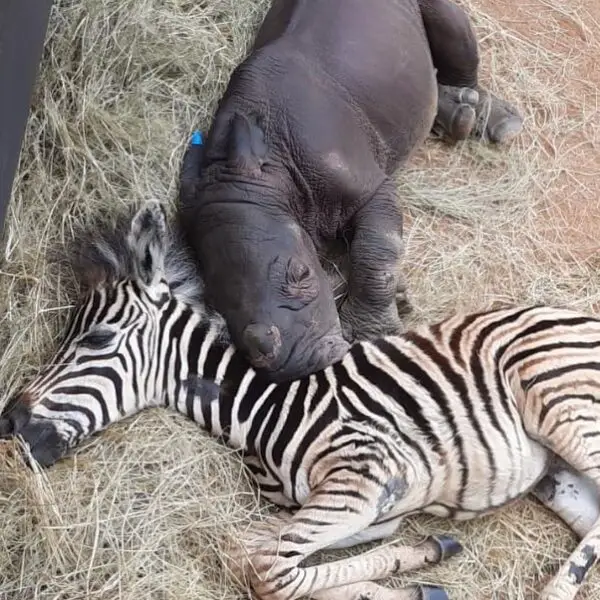(Cortesía de Care for <a href="https://www.facebook.com/careforwild/" target="_blank" rel="noopener">Wild Rhino Sanctuary</a>)