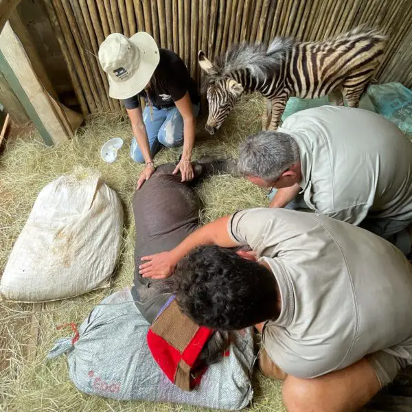 (Cortesía de Care for <a href="https://www.facebook.com/careforwild/" target="_blank" rel="noopener">Wild Rhino Sanctuary</a>)