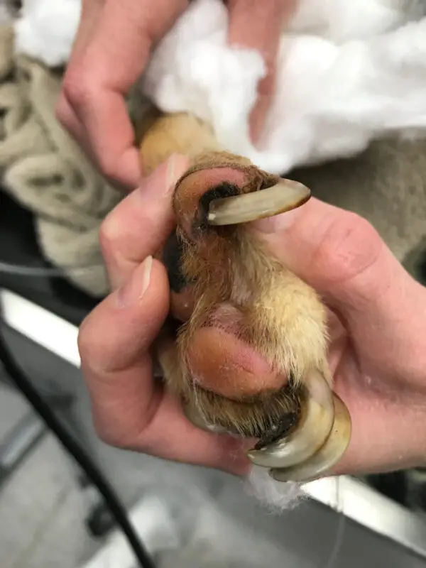 Estas impactantes fotos muestran al "perro más delgado jamás visto con vida" que recurrió a comer trozos de vidrio y pilas viejas tras ser abandonado. (SWNS)