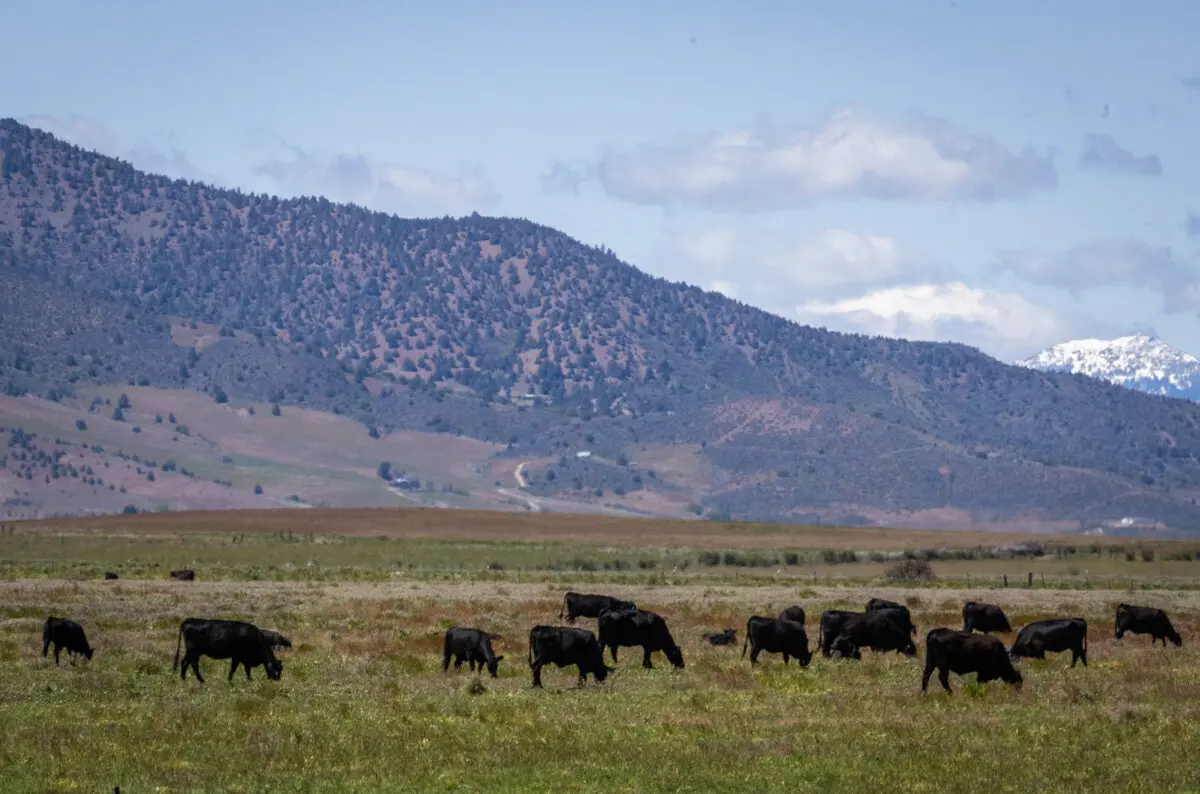 Ganado pastando en el rancho Cold Springs, en el condado de Siskiyou, California, el 7 de mayo de 2024. (John Fredricks/The Epoch Times).