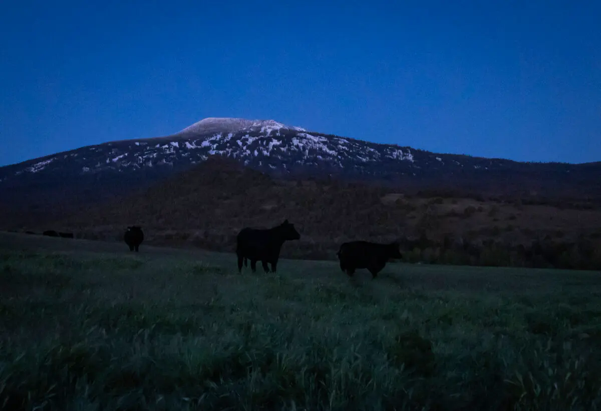 El ganado pasta en un prado del rancho Cold Springs, en el condado de Siskiyou, California, en la tarde del 7 de mayo de 2024. (John Fredricks/The Epoch Times).