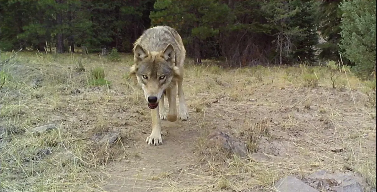Un lobo gris en el condado de Siskiyou, California. (Cortesía de Patrick Griffin).