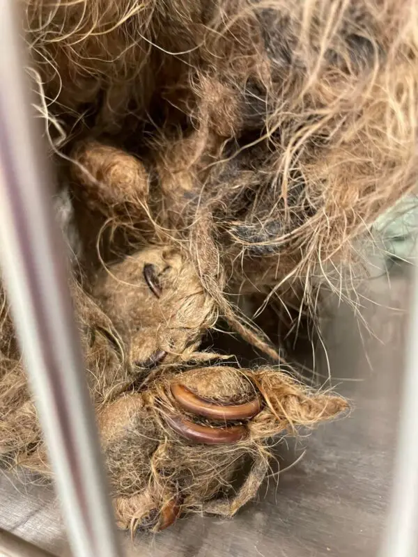 (Cortesía de <a href="https://www.facebook.com/TriCountyAnimalRescue" target="_blank" rel="noopener">Tri-County Humane</a>)