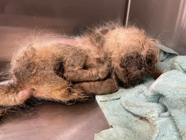 (Cortesía de <a href="https://www.facebook.com/TriCountyAnimalRescue" target="_blank" rel="noopener">Tri-County Humane</a>)