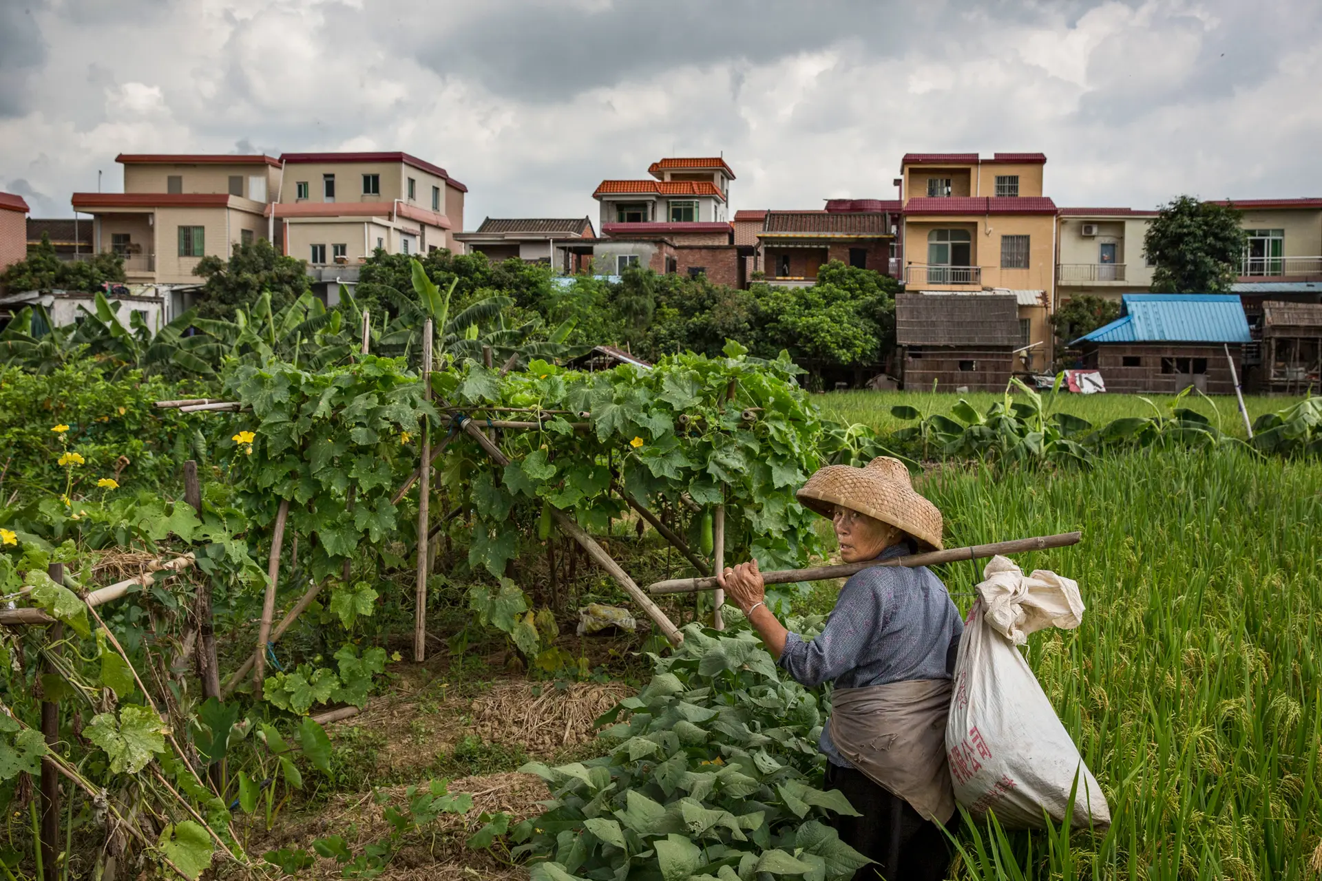 Una campesina camina por sus campos en la isla de Shazai, cerca de Guangzhou, en la provincia de Guangdong (China), el 22 de junio de 2016. En el distrito de Zengcheng, que incluye la isla, los agricultores deben utilizar únicamente pesticidas autorizados para el cultivo del lichi o se enfrentan a multas. Luo Zhifei dijo que Zengcheng registró el mayor número de casos de aplicación de la ley agrícola en Guangdong en 2020, con un total de 2,6 millones de yuanes (unos 361,000 dólares) en multas y bienes incautados. (Kevin Frayer/Getty Images)