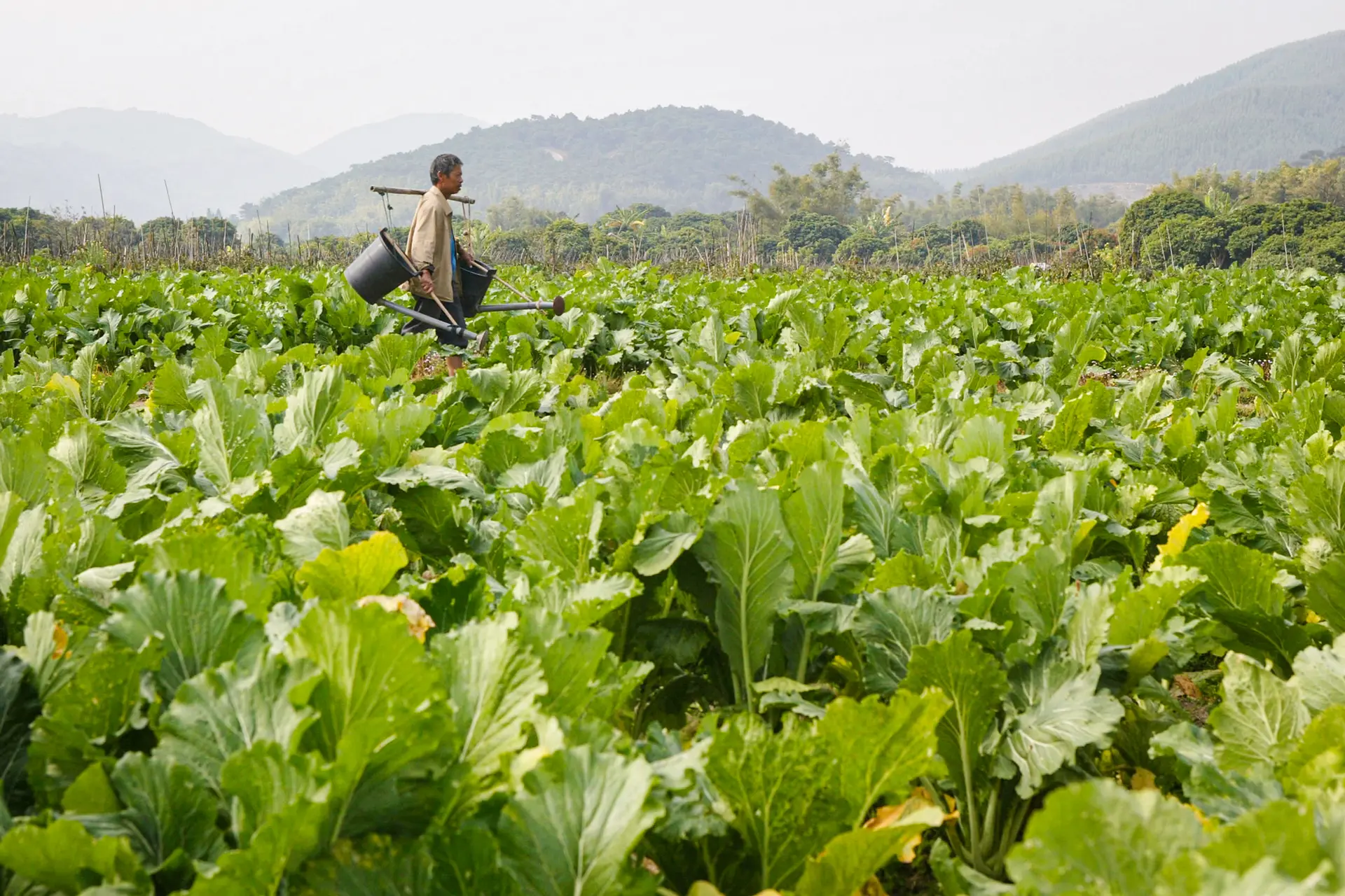 Un agricultor riega un huerto en Zengcheng, provincia de Guangzhou, China, el 16 de diciembre de 2004. (China Photos/Getty Images)
