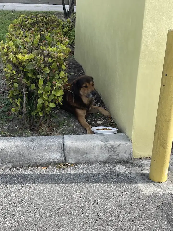 (Cortesía de Everglades Angels Dog Rescue)