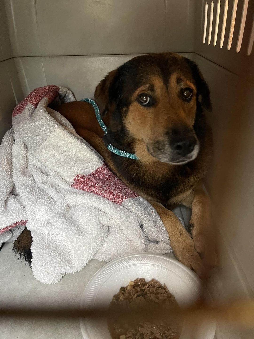 (Cortesía de Everglades Angels Dog Rescue)