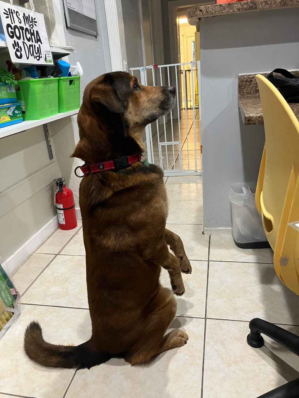 (Cortesía de Everglades Angels Dog Rescue)