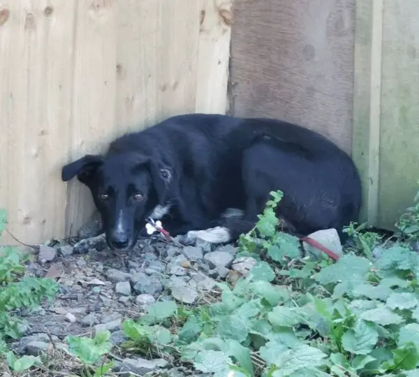 (Cortesía de <a href="https://www.facebook.com/oakwooddogrescuehull/" target="_blank" rel="noopener">Oakwood Dog Rescue</a>)