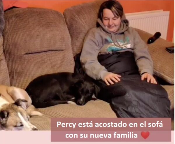 (Cortesía de <a href="https://www.facebook.com/oakwooddogrescuehull/" target="_blank" rel="noopener">Oakwood Dog Rescue</a>)