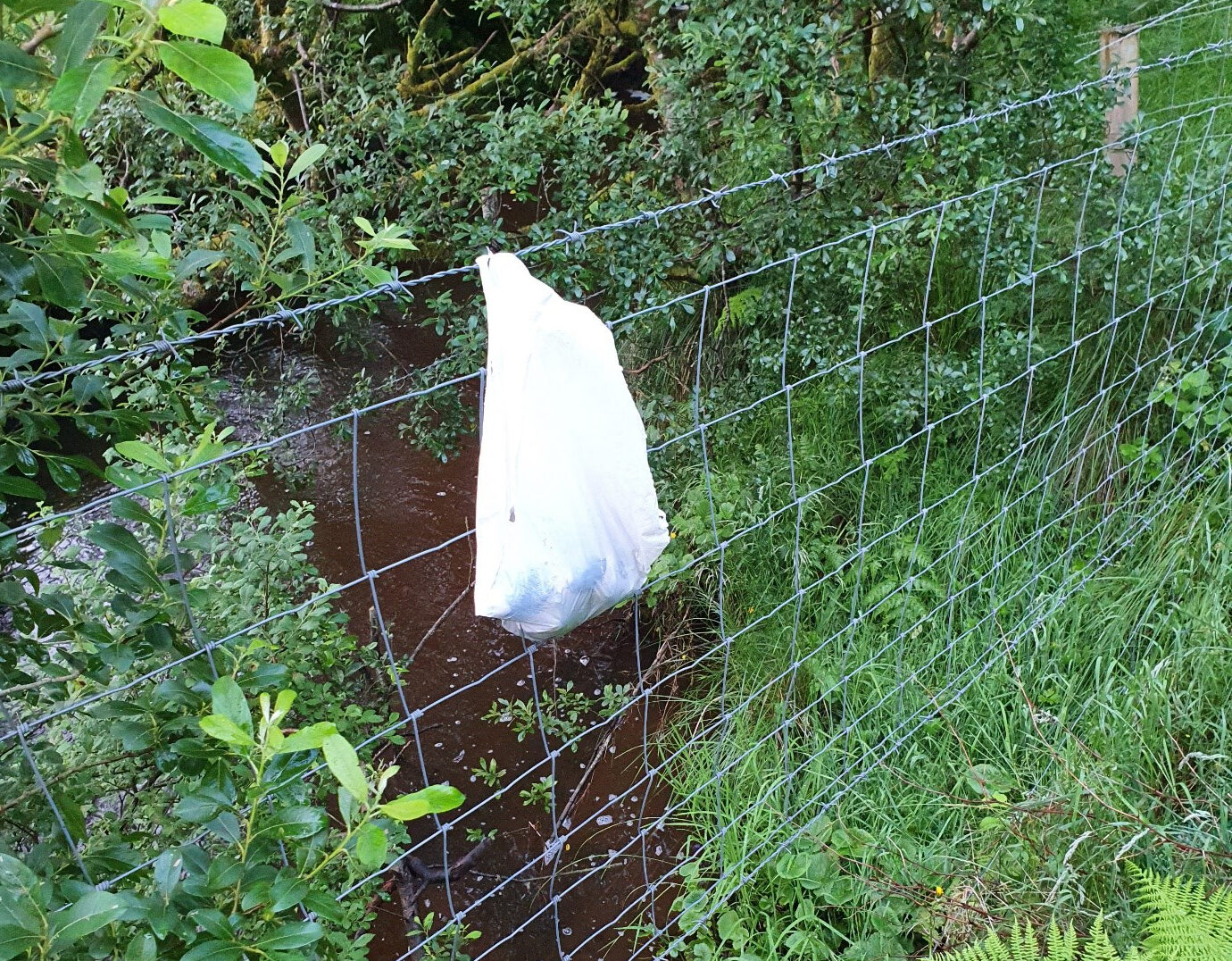 Cortesía de la Sociedad Irlandesa para la Prevención de la Crueldad hacia los Animales (<a href="https://ispca.ie/" target="_blank" rel="noopener">ISPCA</a>)