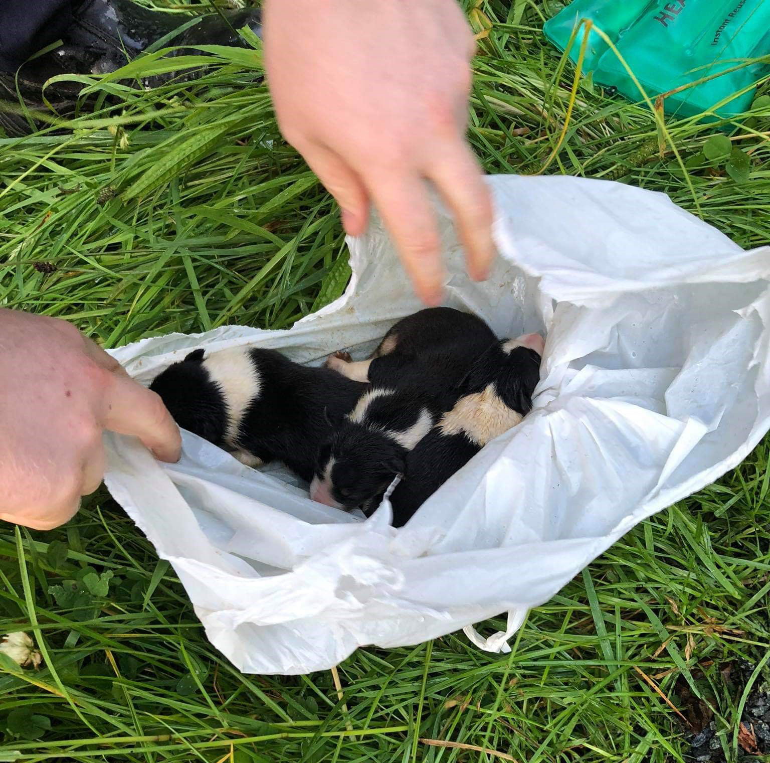 Cortesía de la Sociedad Irlandesa para la Prevención de la Crueldad hacia los Animales (<a href="https://ispca.ie/" target="_blank" rel="noopener">ISPCA</a>)