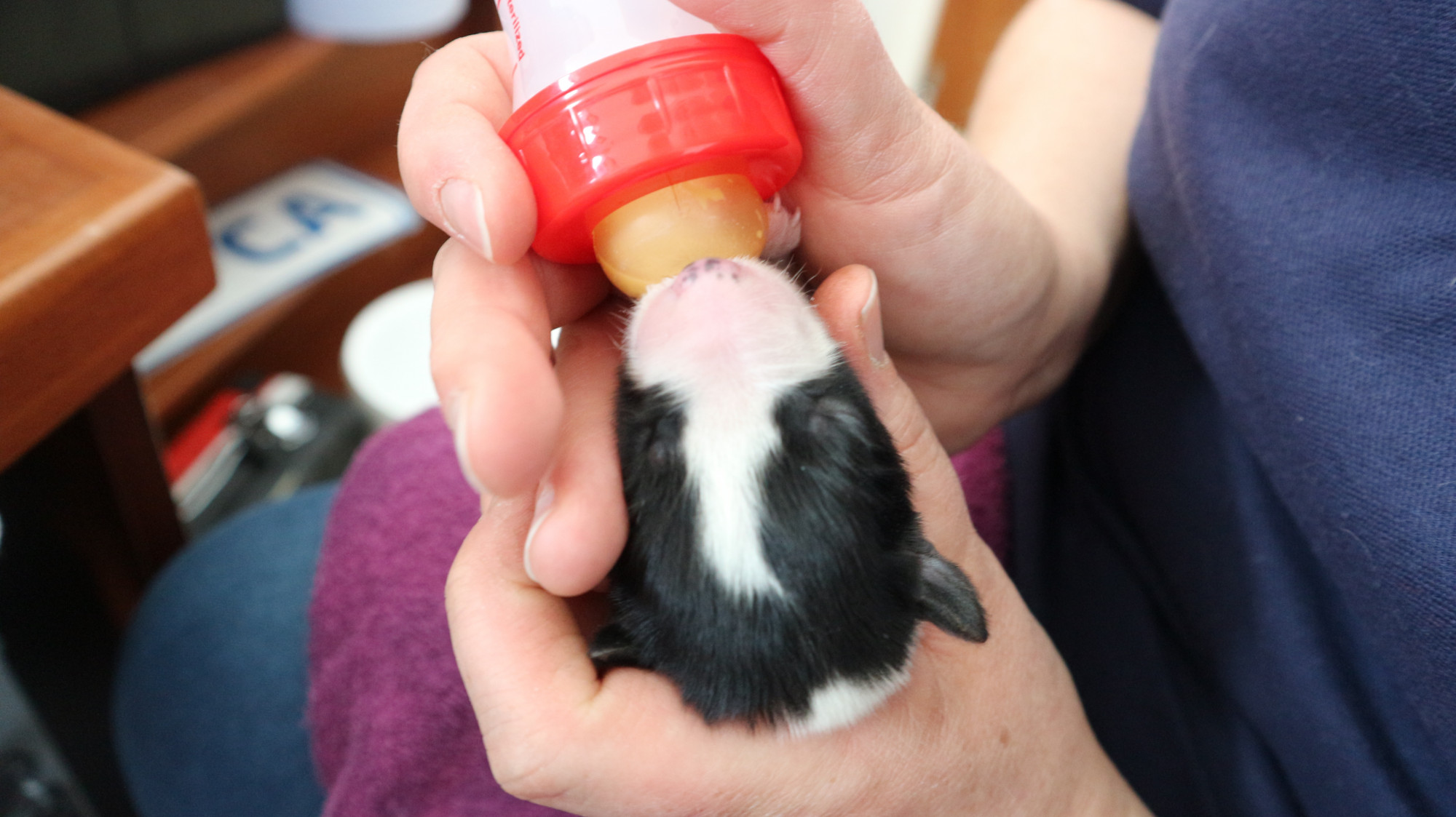 Cortesía de la Sociedad Irlandesa para la Prevención de la Crueldad hacia los Animales (<a href="https://ispca.ie/" target="_blank" rel="noopener">ISPCA</a>)