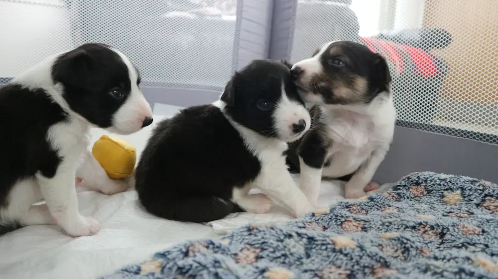 Cortesía de la Sociedad Irlandesa para la Prevención de la Crueldad hacia los Animales (<a href="https://ispca.ie/" target="_blank" rel="noopener">ISPCA</a>)