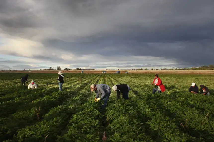 Trabajadores migrantes mexicanos cosechan perejil orgánico en Grant Family Farms, en Wellington, Colorado, el 11 de octubre de 2011. (John Moore/Getty Images)