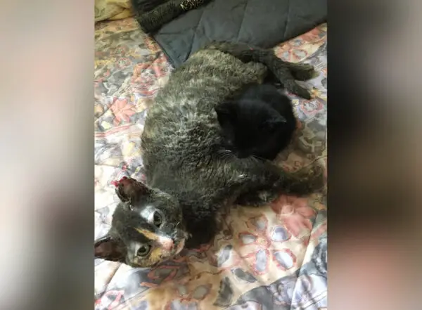 (Cortesía de <a href="https://furgetmenot.ca/" target="_blank" rel="noopener">Furget Me Not Animal Rescue</a>)