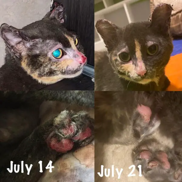 (Cortesía de <a href="https://furgetmenot.ca/" target="_blank" rel="noopener">Furget Me Not Animal Rescue</a>)