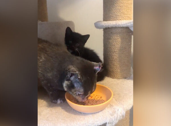 (Cortesía de <a href="https://furgetmenot.ca/" target="_blank" rel="noopener">Furget Me Not Animal Rescue</a>)