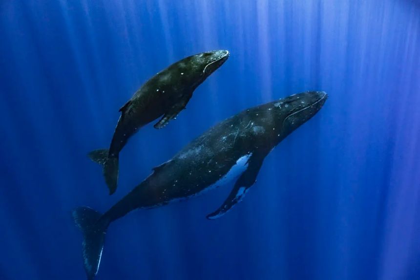 Una ballena jorobada y su cría en Papeete, Polinesia Francesa, en septiembre de 2022. (Samuel Lam vía AP)